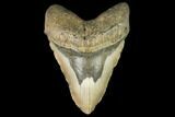 Fossil Megalodon Tooth - Gigantic Shark Tooth #147400-1